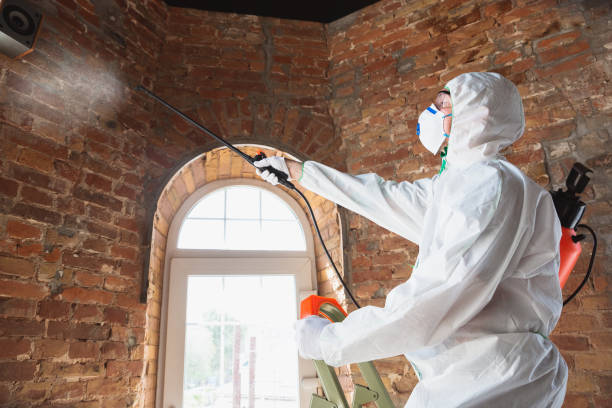 Trusted Wyandanch, NY Mold Removal Experts